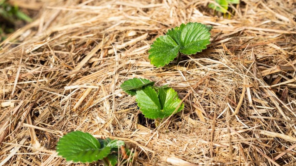 Що робити з полуницею навесні: 7 робіт у березні та квітні